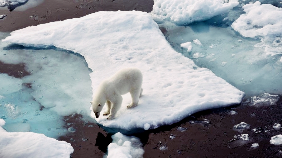 Polar bear in the Arctic Ocean